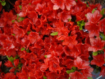 Japanische Azalee Fridoline - Rhododendron obtusum Fridoline