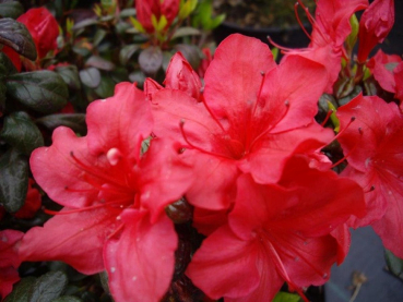 Japanische Azalee Johanna - Rhododendron obtusum Johanna