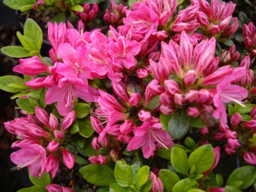 Japanische Azalee Kermesina - Rhododendron obtusum Kermesina - Syn. Kermesinum