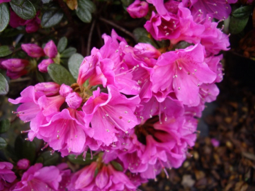 Japanische Azalee Multiflorum Rosa - Rhododendron obtusum Multiflorum Rosa
