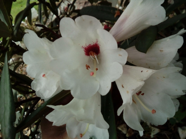 Wild Rhododendron / Alpenrose - Rhododendron praevernum