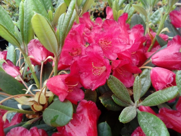 Rhododendron repens Piepmatz 1