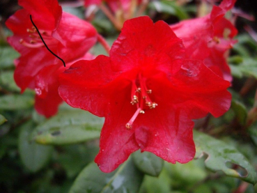 Rhododendron repens Red Carpet 1