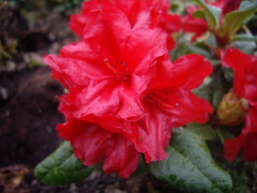 Rhododendron repens Scarlet Wonder 1