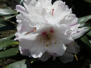 Wild Rhododendron / Alpenrose - Rhododendron taliense