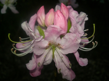 Rhododendron vaseyi 1