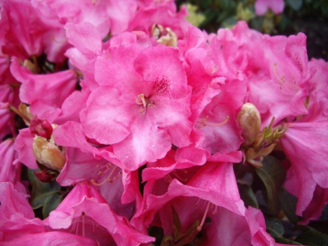 Rhododendron williamsianum Gartendirektor Glocker 1