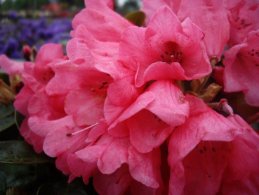 Rhododendron williamsianum Molly Ann 1