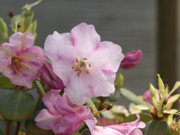 Rhododendron williamsianum Temple Bell 1