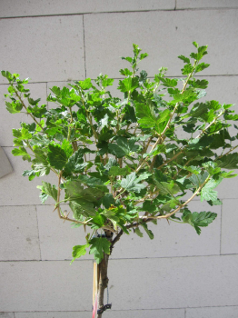 Hochstamm Ribes uva-crispa Captivator 3