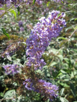 Buddleja davidii Ecolonia 1