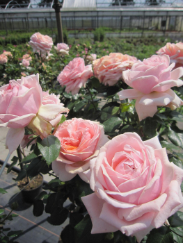 Stammrose Garden of Roses 1