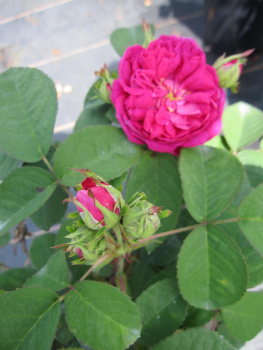 Strauchrose Rose de Resht 1