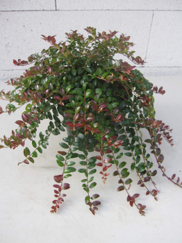 Kriechende Blaubeere Wells Delight - Vaccinium crassifolium Well' s Delight - 20-30cm