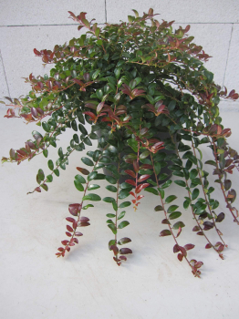 Kriechende Blaubeere Wells Delight - Vaccinium crassifolium Well' s Delight - 20-30cm