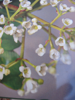 Viburnum Fairy Stars  2