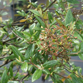 Viburnum parvifolium  1