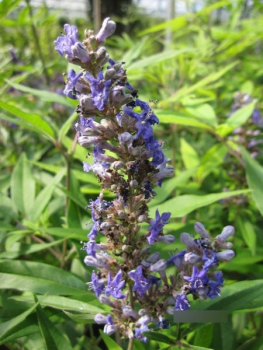 Vitex agnus castus Delta Blues