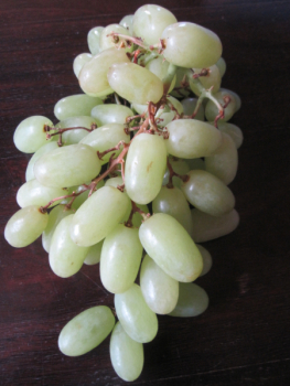 Vitis vinifera Arra Thirty 1