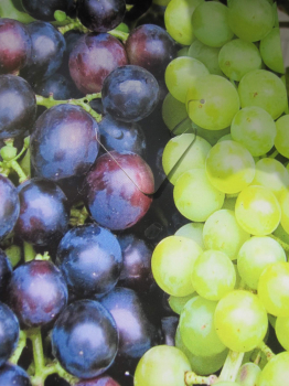 Vitis vinifera Duo Muscat Bleu und Bianca 1