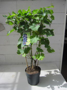 Vitis vinifera Duo Muscat Bleu und Bianca 3