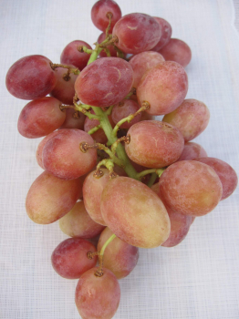 Vitis vinifera Fiammetta 1