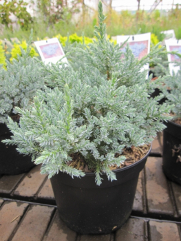 Juniperus squamata Tropical Blue1
