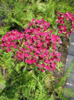 Achillea millefolium Christel - Schafgarbe Christel - Purpurgarbe - Purpurschafgarbe - bekommt purpurrote Blütendolden, die zahlreiche Insekten anziehen und einen zarten Duft verbreiten.