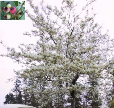 Amelanchier lamarckii, Kupfer- Felsenbirne, ist ein schöner Zierstrauch mit aromatischen Früchten und schönen weißen Blüten