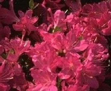 Azalea japonica Rubinetta hat eine wunderschöne leuchtend dunkelrosa Blüte.