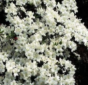 Azalea japonica Schneewittchen hat eine wunderschöne reinweiße Blüte.