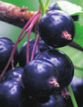Ribes nigrum Ben Sarek ist eine schwarze Johannisbeere.