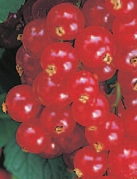 Ribes nigrum Jonkheer van Tets ist eine rote Johannisbeere.