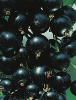 Ribes nigrum Silvergieters Schwarze ist eine frühe Sorte.