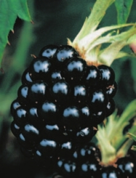Rubus fruticosus Thornless Evergreen ist eine schwarze Brombeere.