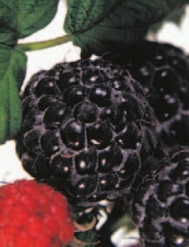Rubus idaeus Black Jewel hat schwarze mittelgroßen Beeren.