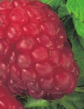 Rubus idaeus Malling Promise ist eine rote Himbeere.