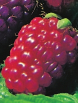Rubus idaeus Tayberry Medana ist eine Kreuzung aus einer Himbeere und Brombeere.