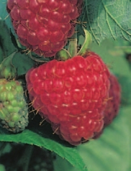 Rubus idaeus Zefa Herbsternst ist eine rote Himbeere.