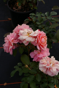 Beetrose Aladin Palace™ Castle-Palace-Rose rosa-mix eignet sich für Beete, Rabatte und andere Kübelbepflanzungen.