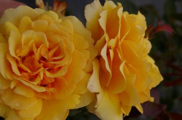 Beetrose Amber Queen® - Rosa Amber Queen® - bernsteinfarbend - Duft+ - Harkness-Rose wächst kompakt und buschig. Der Standort sollte halbschattig bzw. sonnig sein.