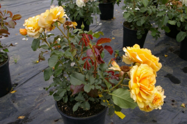 Die Beetrose Amber Queen® - Rosa Amber Queen® - bernsteinfarbend - Duft+ - Harkness-Rose blüht von ca. Juni bis September.