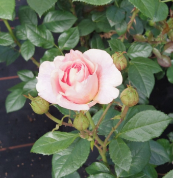 Die öfterblühende Beetrose Bengali® - Rosa Bengali® - kupfergelb - Duft++ - Kordes-Rose blüht mit kupfergelben, halbgefüllten Blüten, die einen schönen Duft besitzen.