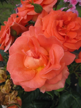 Die Beetrose Betty Harkness® - Rosa Betty Harkness® - apricot-orange - Duft++++ - Harkness-Rose wächst an einem luftigen und sonnigen Standort buschig und kompakt.