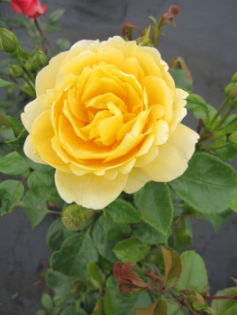 Beetrose Indiane® - Rosa Indiane® - gelb - Duft++ - NIRP-Rose - wird in den Monaten von Juni bis September mit gefüllten, gelben, stark duftenden Rosenblüten verziert.