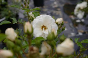 Beetrose Innocencia® - Rosa Innocencia® - reinweiß - Kordes-Rose - Rigo-Rose - ADR-Rose - eignet sich auch hervorragend als Bodendecker.