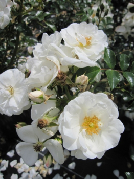 Beetrose Innocencia® - Rosa Innocencia® - reinweiß - Kordes-Rose - Rigo-Rose - ist ab Juni mit zahlreichen reinweißen, halbgefüllten Blüten bedeckt.