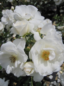 Beetrose Innocencia® - Rosa Innocencia® - reinweiß - Kordes-Rose - Rigo-Rose - ist eine sehr gesunde, robuste, winterharte Rose.