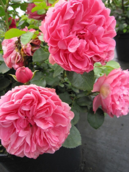 Meilland-Rose aus Frankreich kaufen Sie bei Baumschule Pflanzenvielfalt online.