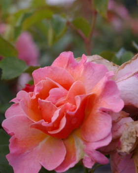 Beetrose Marie Curie® - Rosa Marie Curie® - apricot-kupfergelb-rosa - Duft++ - hat apricot-kupfergelbe, mit einem zarten Rosa überzogene Blüten, die leicht nach Gewürzen duftet.